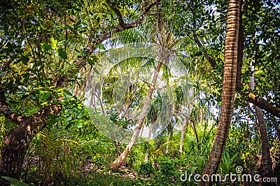 Palm leaves.Tropical Forest on the island in indian ocean.Beautiful landscape of humid tropical jungle. Tropical forest Stock Photo