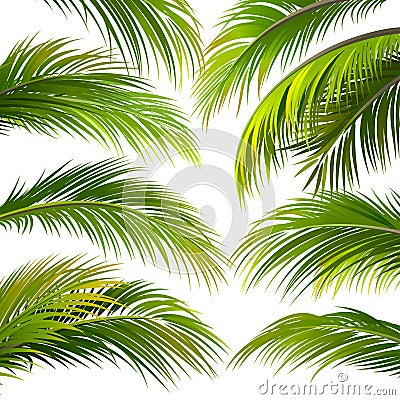 Palm leaves. Vector Vector Illustration