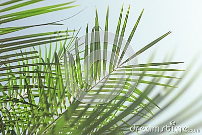 Palm leaves with water drops, leaf shadow. Template for text, natural plant background Stock Photo