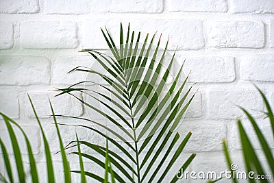 Palm leaves on white brick wall Stock Photo