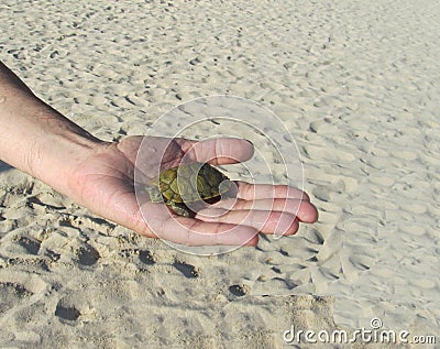 On the palm lies a small turtle Stock Photo