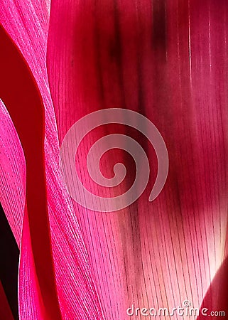 Palm lily leaves, textured red, lines and gradations Stock Photo