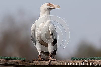 Palm-nut Vulture Stock Photo