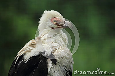 Palm-nut vulture Stock Photo