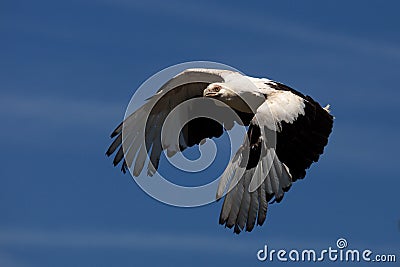 Palm-nut vulture in flight Stock Photo