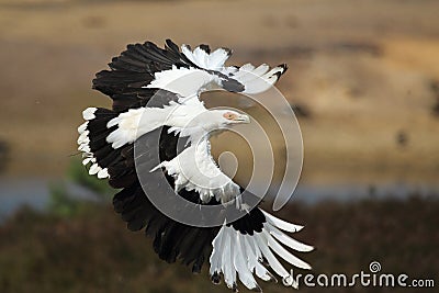 Palm-nut vulture Stock Photo