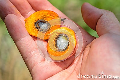 oil palm fruit in the hand, sliced into half Stock Photo