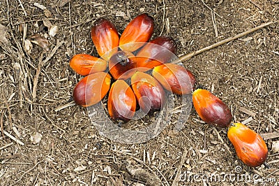 Palm Oil Fruits Stock Photo