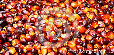 Palm oil fruits Stock Photo