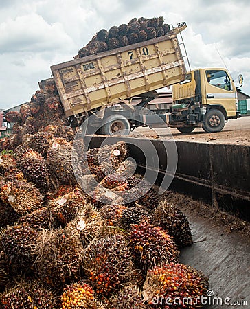 Palm oil fruits Stock Photo