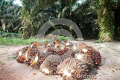 Palm oil plantation Stock Photo