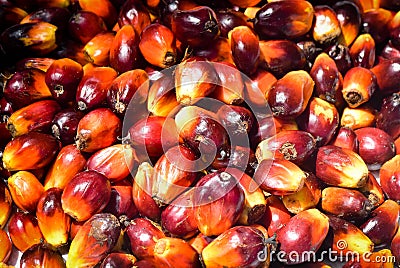 Palm oil fruits Stock Photo