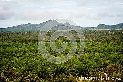 Palm oil plantation Stock Photo