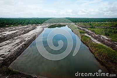 Palm oil plantation Stock Photo