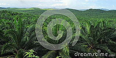 Palm Oil Plantation Stock Photo