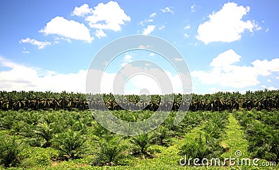 Palm oil plantations Stock Photo