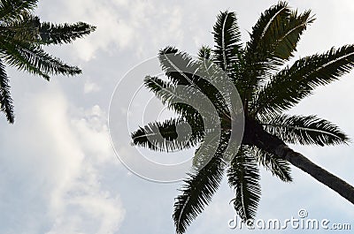 Palm oil tree silhouette Stock Photo