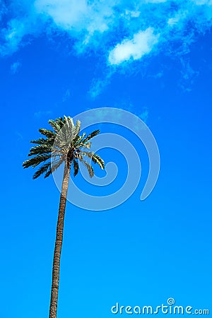 Palm over blue sky background Stock Photo