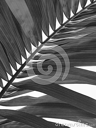 Palm palmtree tree black grey white tropical paradise Stock Photo