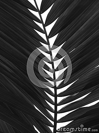 Palm palmtree tree black white grey tropical shadow paradise Stock Photo