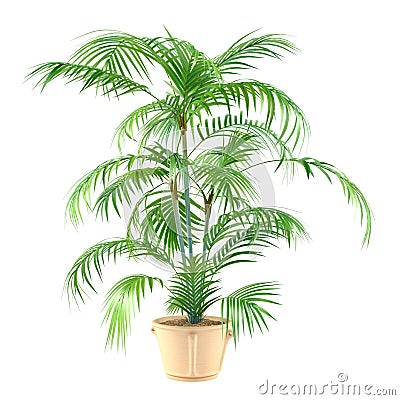Palm plant in the pot Stock Photo