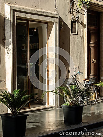A Palm plamt on the street by Spanish Steps in Rome, Italy. Editorial Stock Photo