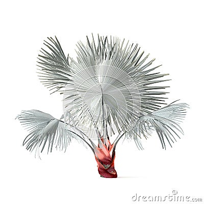 Palm plant tree isolated. Bismarckia nobilis Stock Photo