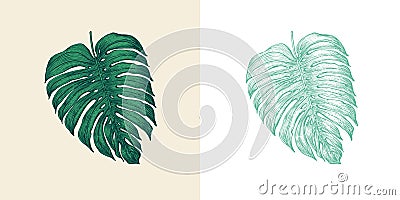 Palm plant. Tropical Monstera. Exotic leaves and leaf. Vintage fern. Engraved flowers. Hand drawn. Botanical background Vector Illustration
