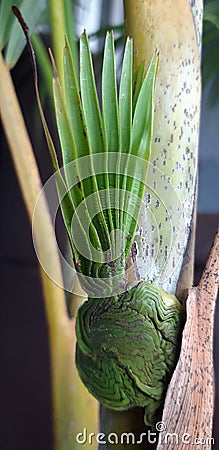 Palm shoots abnormality growth Stock Photo