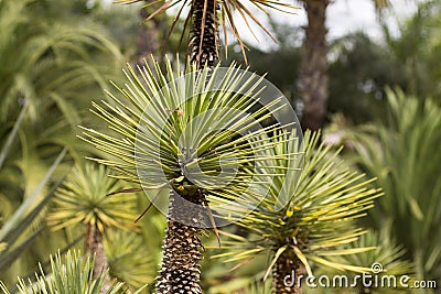 Palm shoots Stock Photo