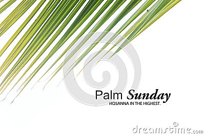 Palm Sunday concept. Hosanna in the highest. With palm leaves isolated on white background. Happy Palm Sunday. Stock Photo