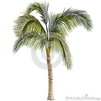 Palm tree Vector Illustration
