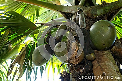 Palm tree Stock Photo