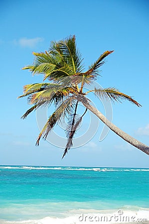 Palm tree Stock Photo