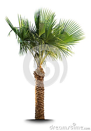 Palm tree Stock Photo