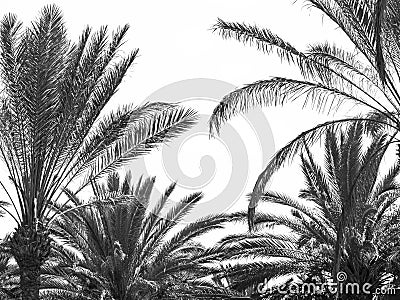 Palm tree Stock Photo