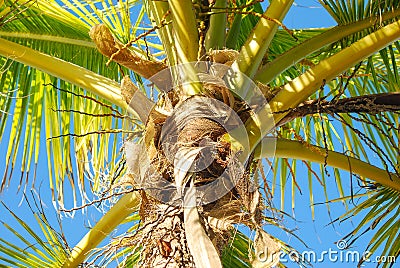 Palm tree agains bright blue sky Stock Photo