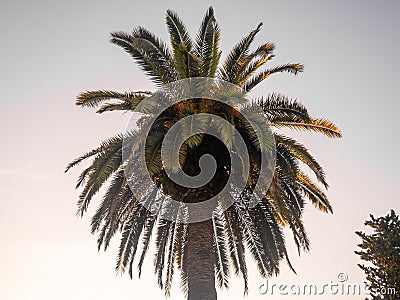 Palm tree against the sky. Concert of the southern city. Resort place. Beach in the sun Stock Photo