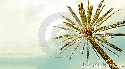 Palm Tree against Summer sunny day with clear sky panoramic background Stock Photo