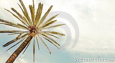 Palm Tree against sunny clear sky panoramic background. Photo yellow color toned for retro vintage summer look. Stock Photo