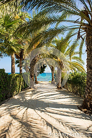 Palm Tree Alley on Picturesque Coast of Mediterranean Sea on Cyprus Island Stock Photo