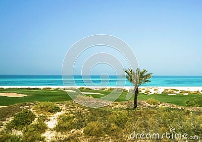 Palm tree on the Arabian Gulf. The Saadiyat Island. Abu Dhabi. Stock Photo