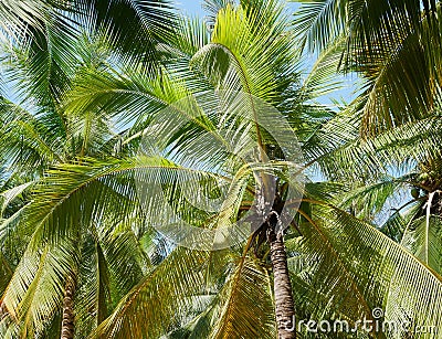 Palm tree background Stock Photo