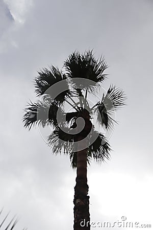 Palm tree in backlight with cloudy sky Stock Photo