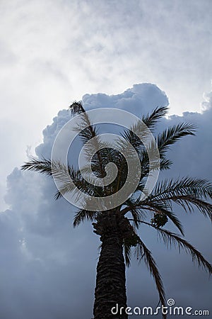 Palm tree in backlight under a cloudy sky Stock Photo