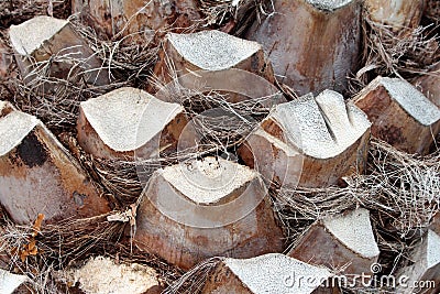 Palm tree bark background texture consisting of large woody pieces with dried grass like fillings Stock Photo