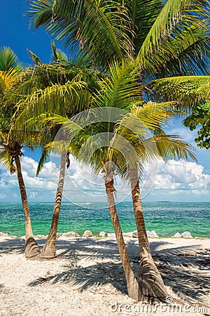 Palm tree on the beach. Florida Stock Photo