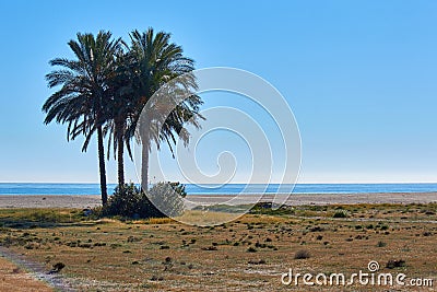 Palm tree beach landscape Stock Photo