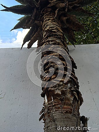 Palm tree Stock Photo