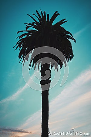 Palm tree with a blue cloudy sky Stock Photo